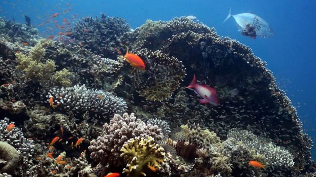 Мультимедийная выставка «Коралловый риф от планктона до акул»