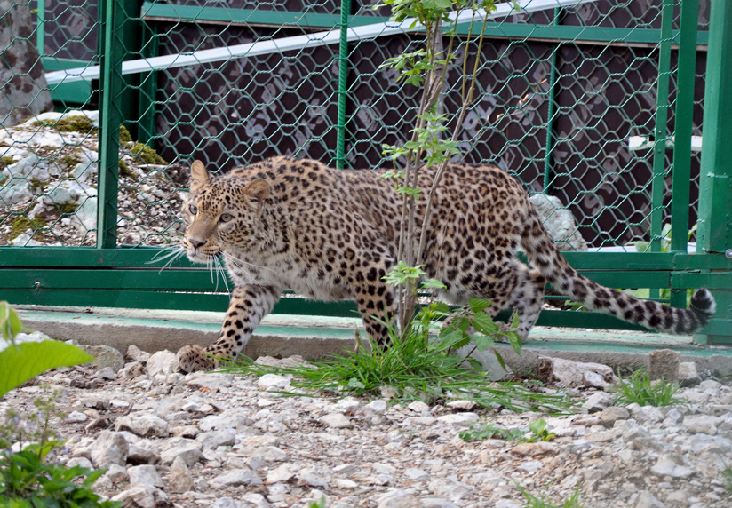 Леопард в зоопарке Сочи. Фото Сергея Азарова