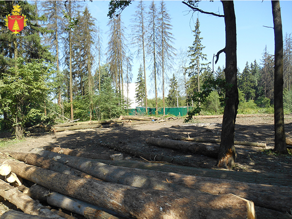 В Подольском районе вырубают пораженный короедом лес