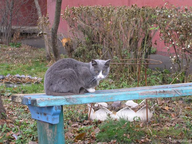 Кошка в Лаговском