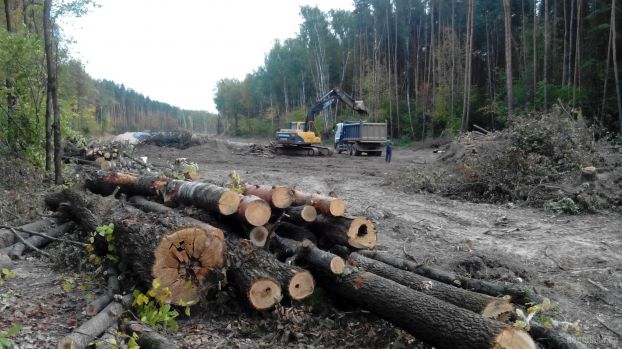 Вырубка леса под дорогу в Подольске