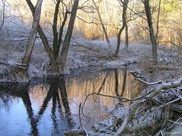 Река Петрица в лесу не замерзает даже в сильные морозы