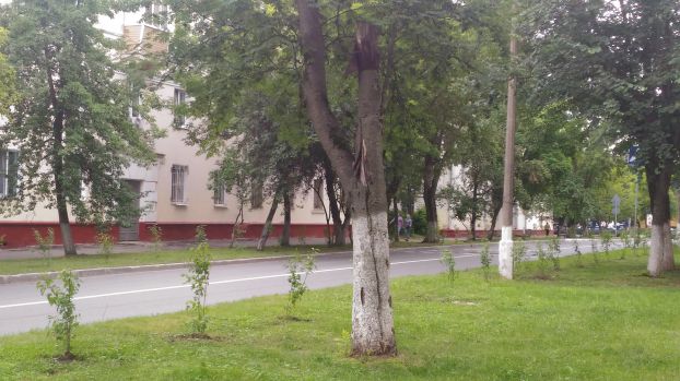 По итогам голосования в Щербинке высадили клены гиннала
