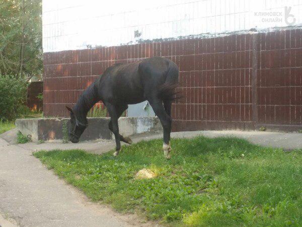 Конь без хозяина бродил по улицам Подольска