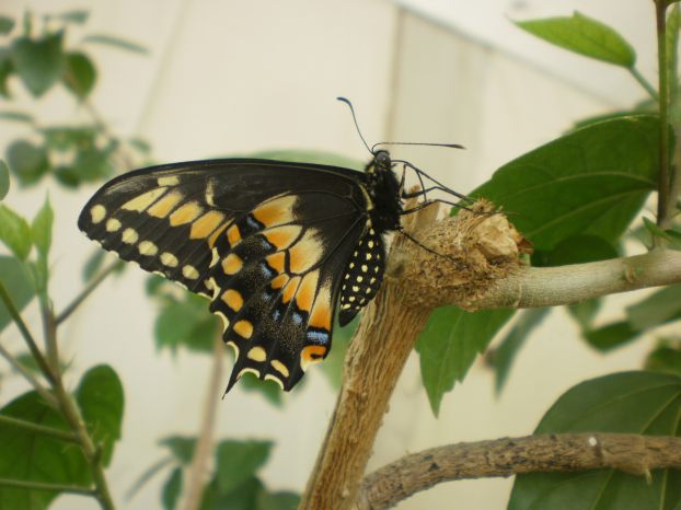 Живых тропических бабочек покажут в выставочном зале