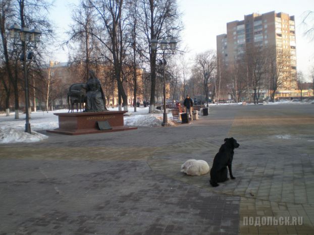 Собаки