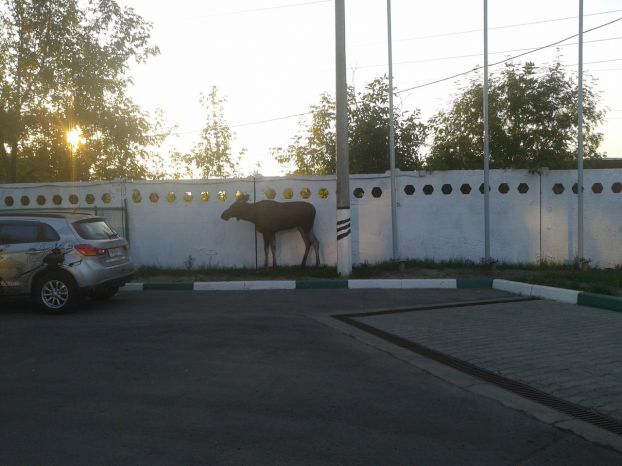 Перепуганный лосенок бегал по Климовску