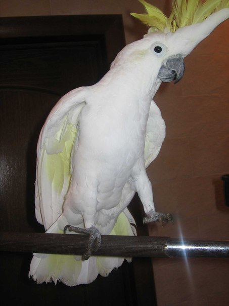 Какаду