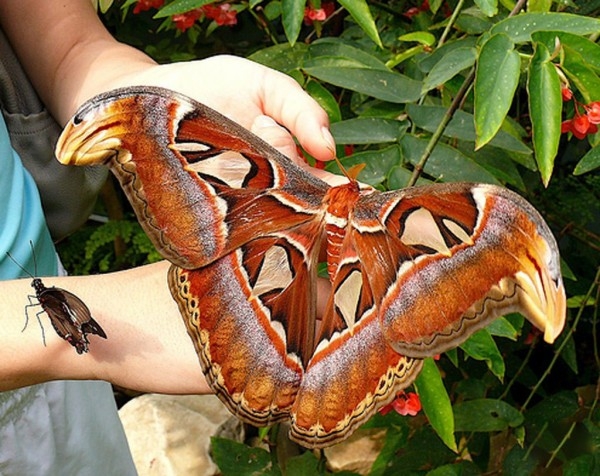Attacus-atlas