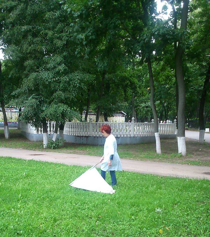 В парках Подольска клещи не обнаружены