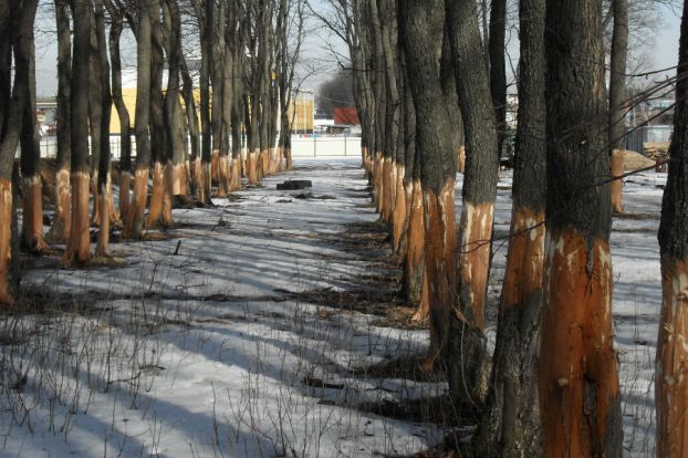 Фото предоставлено администрацией Подольска 