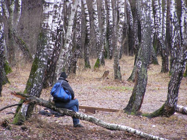 В лесу