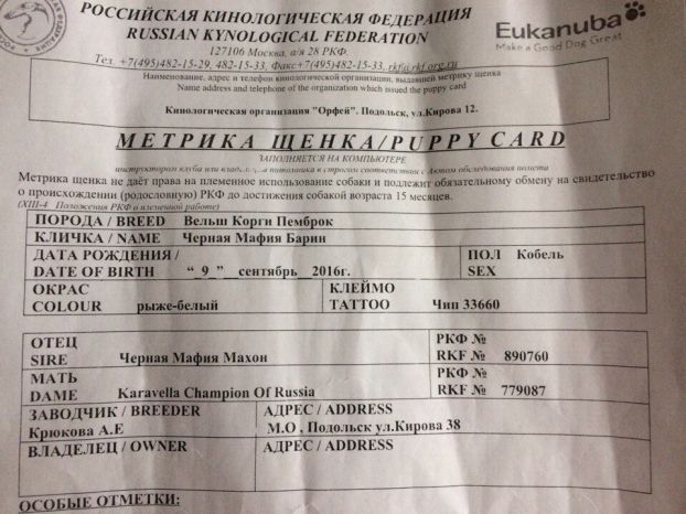 Дворняжка под видом породистой: афера продолжается