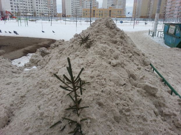 Кузнечики