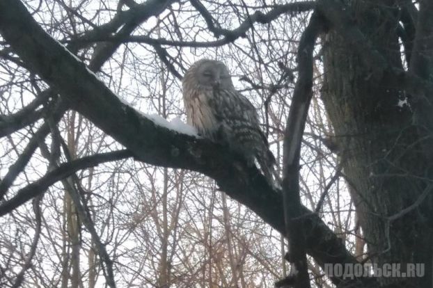 Букля заблудилась в Подольске