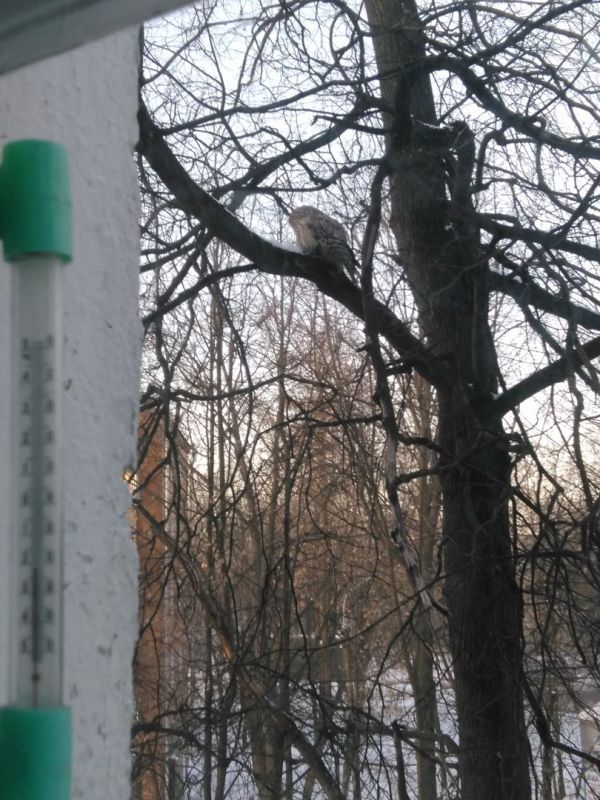 Букля заблудилась в Подольске