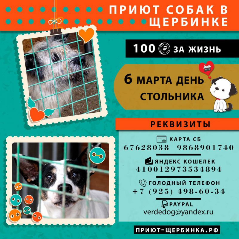 День стольника в приюте для животных