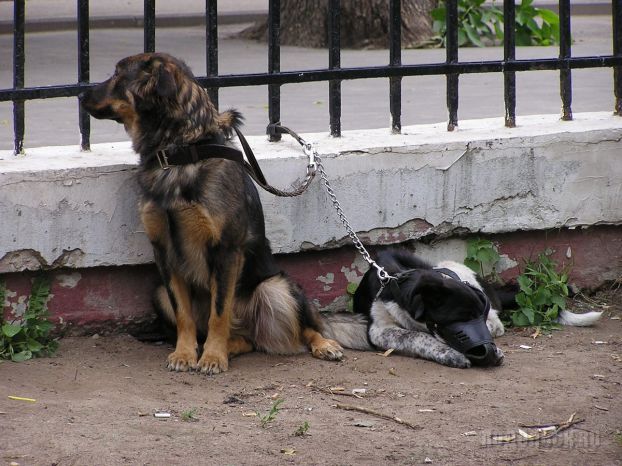 Собаки в парке