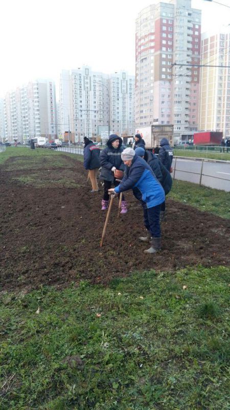 Посадка тюльпанов
