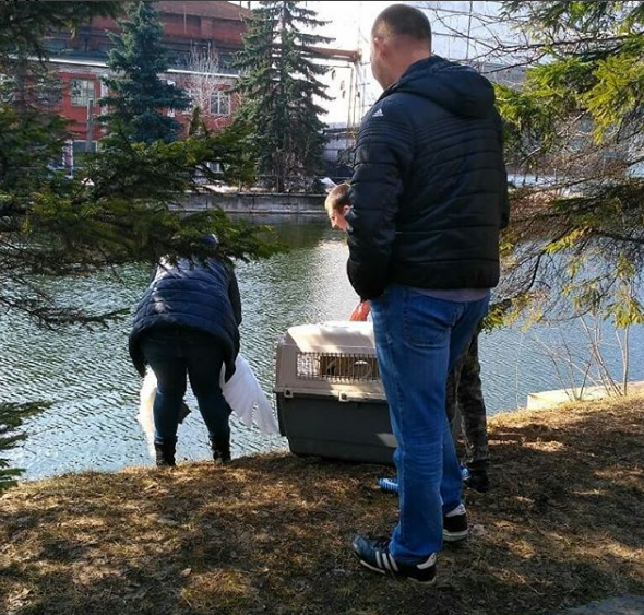 Лебеди