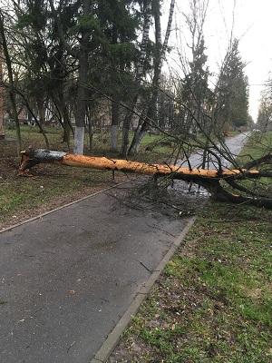 Дерево упало