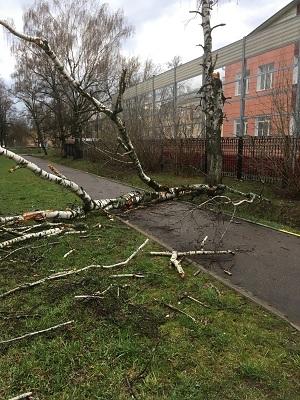 Дерево упало