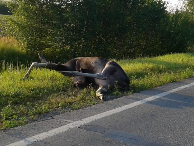 В Подольске лось попал в ДТП