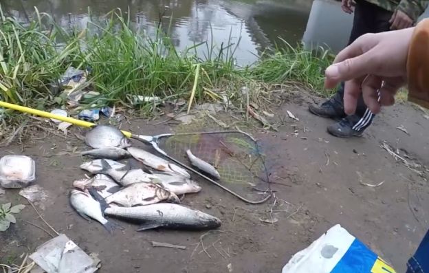 Виновных в отравлении воды реки Пахры в Подольске не могут найти