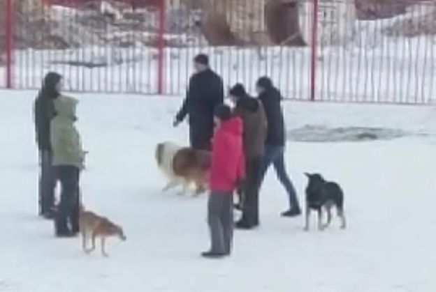 Выгул собак в Подольске