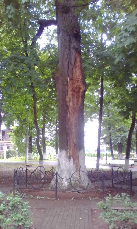 Самое старое дерево в парке Талалихина