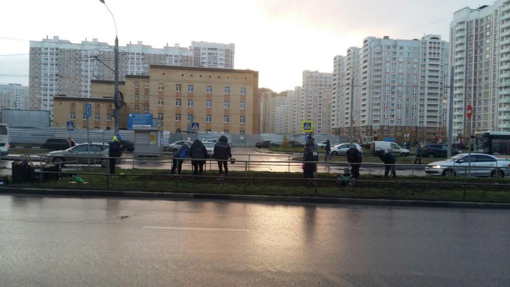 Посадка тюльпанов