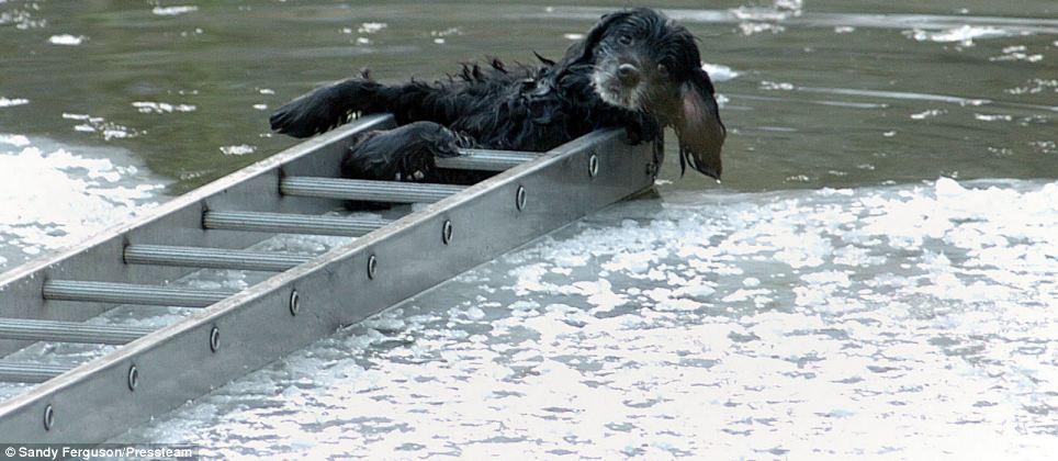 Провалившимся под лед собакам помогли спасатели