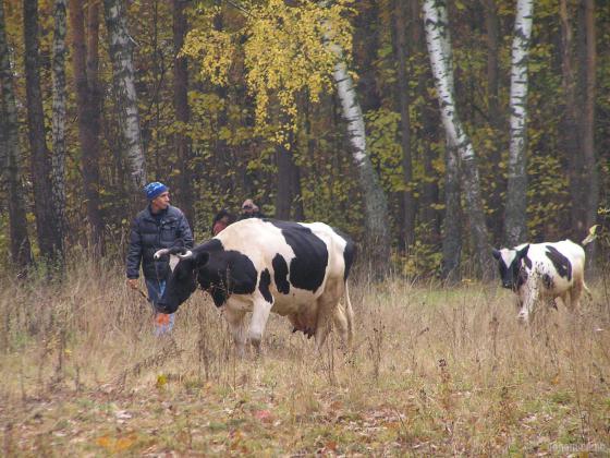 Объем производства молока в хозяйствах Подольска составил 5 400 тонн