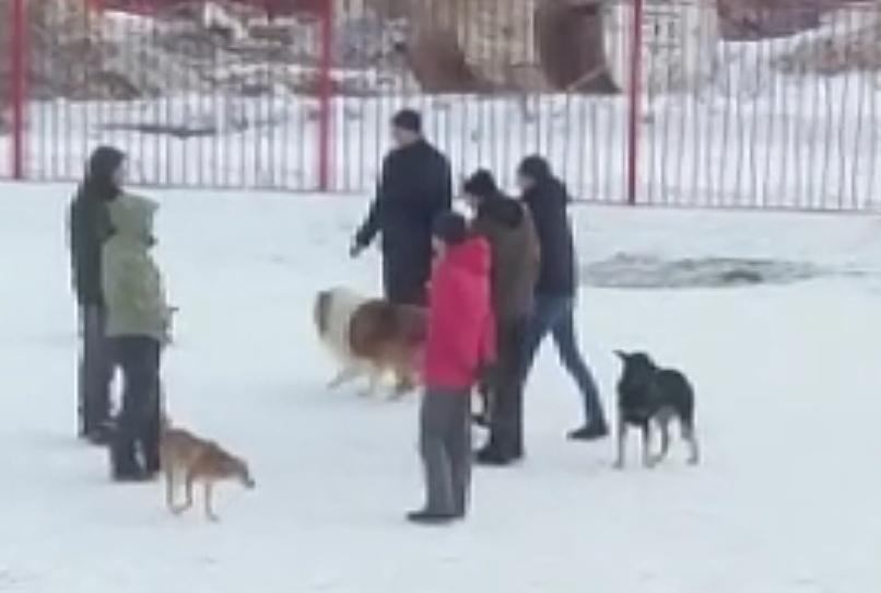 О правилах выгула собак напомнили жителям Кузнечиков
