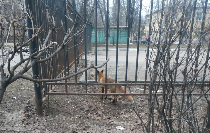 Лисы на улицах Подольска могут привести к вспышке бешенства