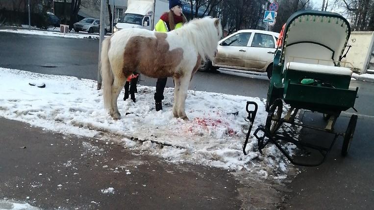 Виновником ДТП с пони является водитель автомобиля