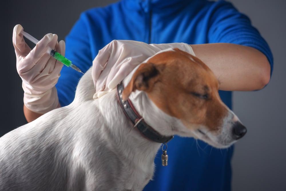 Бесплатная вакцинация собак и кошек против бешенства
