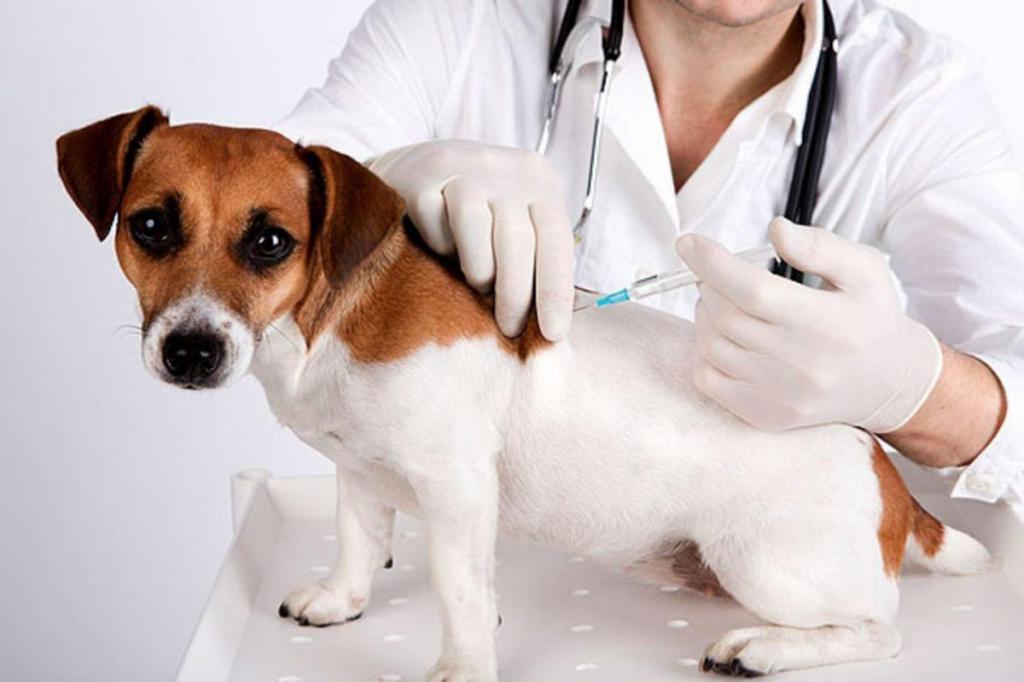 Бесплатная вакцинация домашних животных от бешенства
