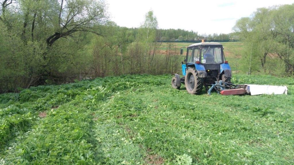 Борьба с борщевиком началась в Подольске