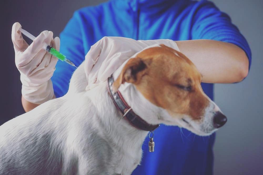 Вакцинация собак и кошек против бешенства