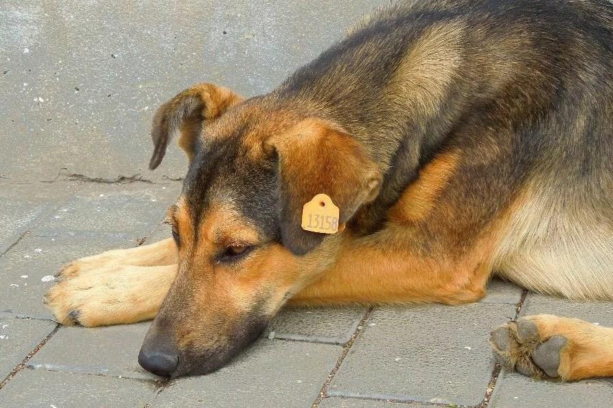 Собака с биркой в ухе стерилизована и не агрессивна