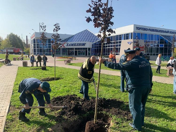 В микрорайоне Климовск высадили красные клены