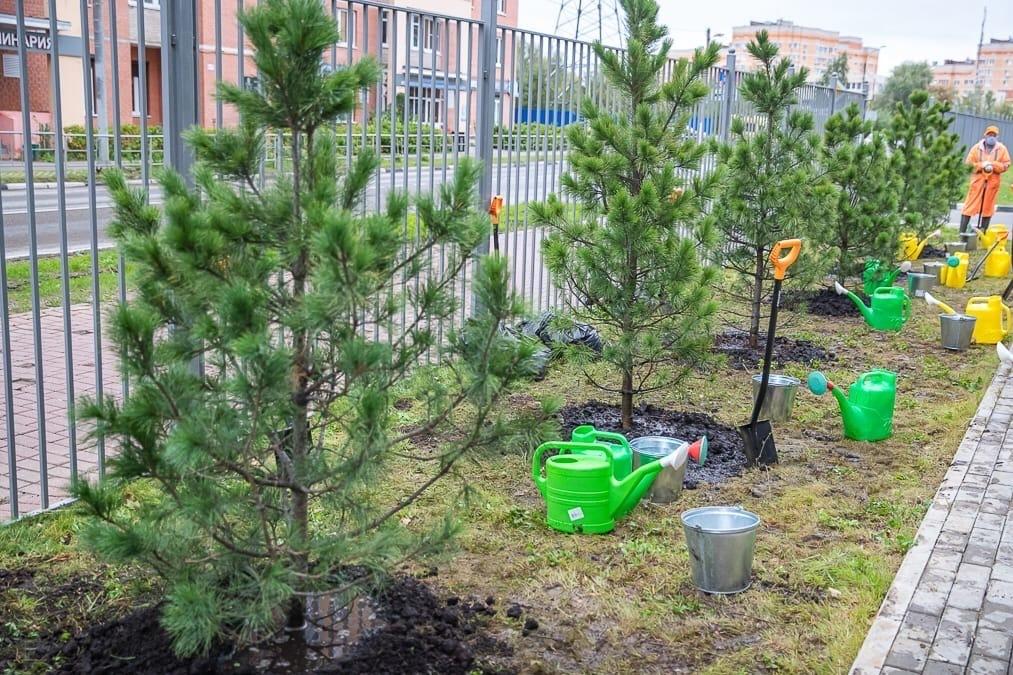 Итоги экологической акции «Наш лес. Посади свое дерево»