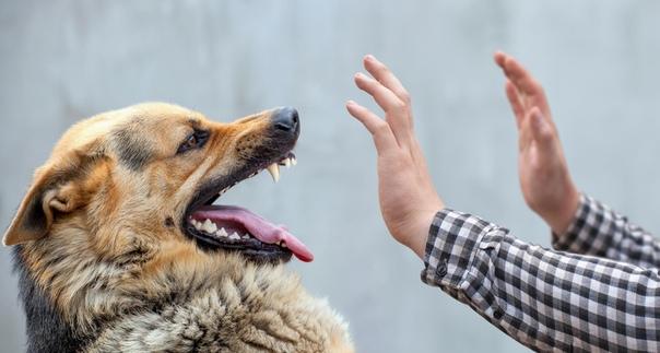 В Подольске выявлен случай подтвержденного бешенства