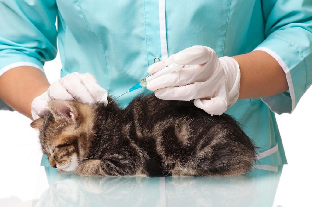 Вакцинация домашних животных против бешенства