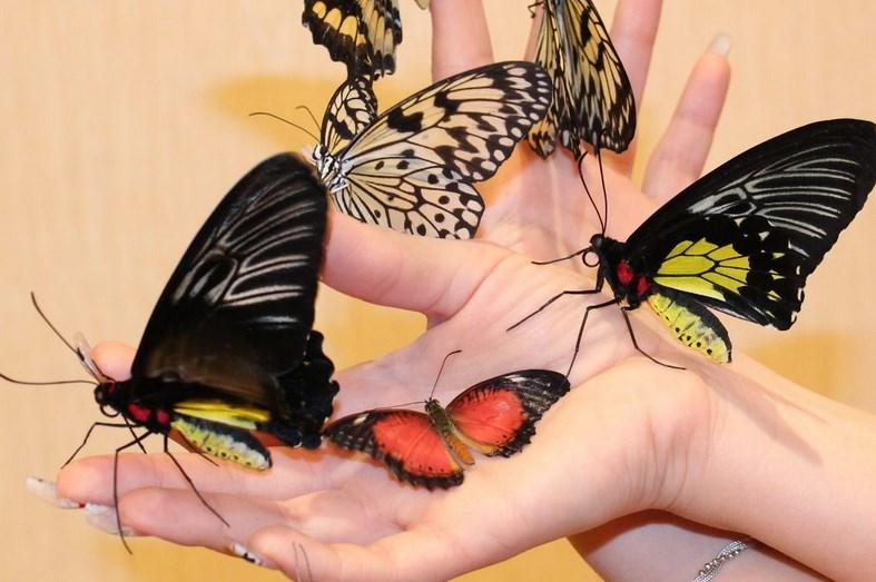 Выставка с живыми бабочками в Подольске