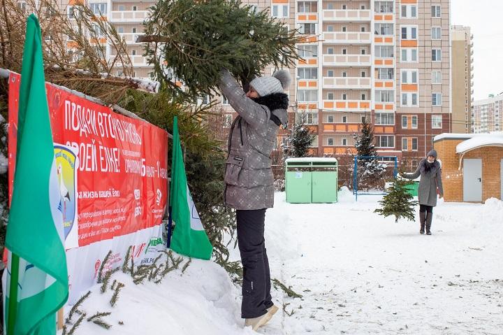 Места сбора елей в Подольске