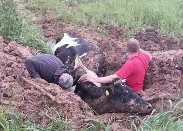 Подольские спасатели вытащили корову из ямы