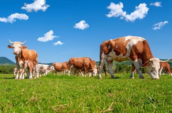Подозрение на бешенство коров в деревне Сергеевка