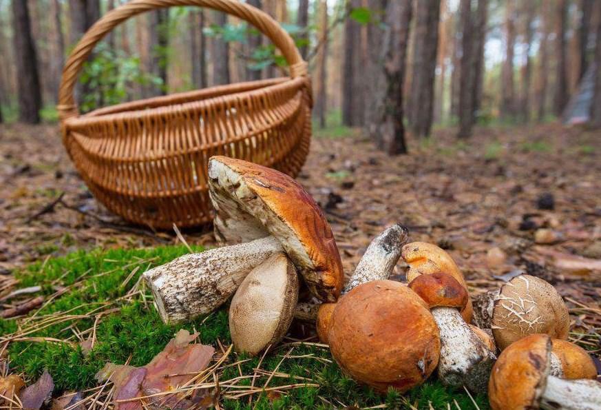 Популярное грибное место Подольска